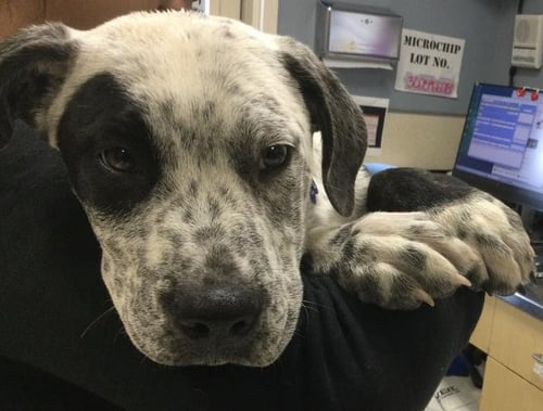 PETER - Pit Bull Terrier available for adoption