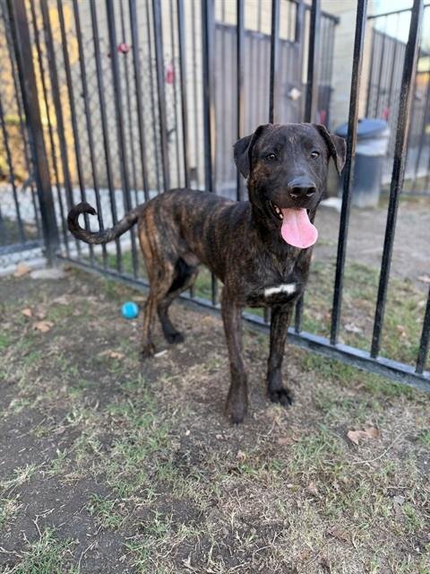 RAMON - Labrador Retriever / Pit Bull Terrier available for adoption