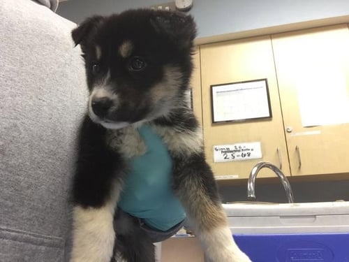 NOVA - Siberian Husky available for adoption
