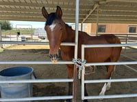 STETSON - Photo 1
