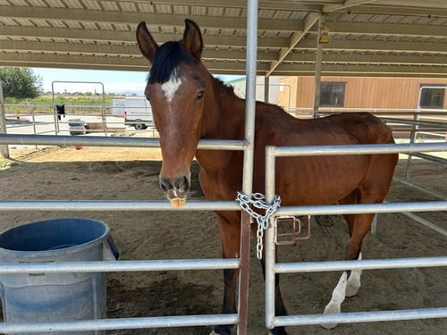 STETSON - Horse available for adoption