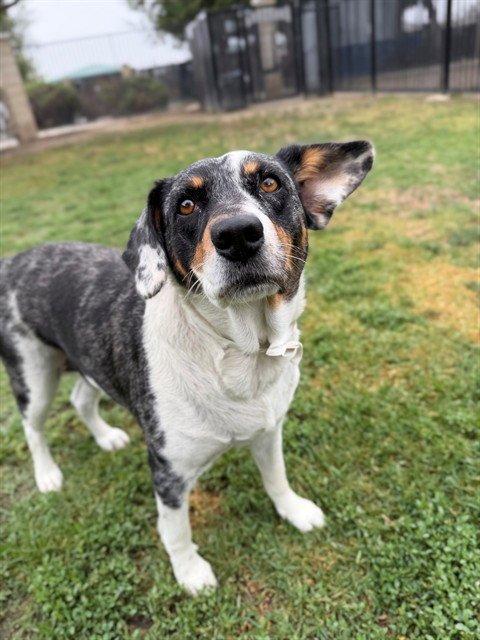 OSA - Australian Cattle Dog/Blue Heeler available for adoption