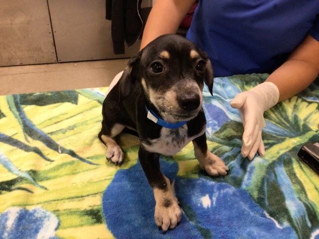 GOURD - Chihuahua available for adoption