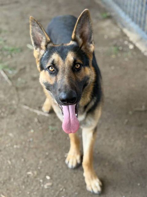 BETO - German Shepherd Dog available for adoption