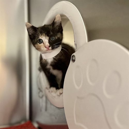 TOAD - Domestic Short Hair available for adoption