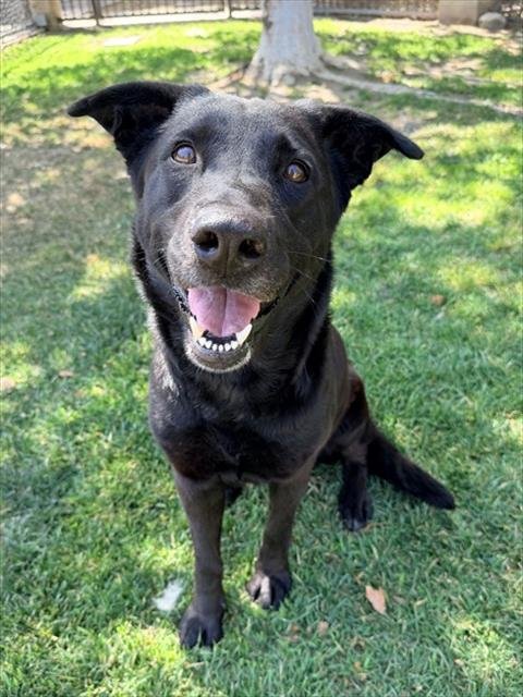 LONNIE - Labrador Retriever available for adoption