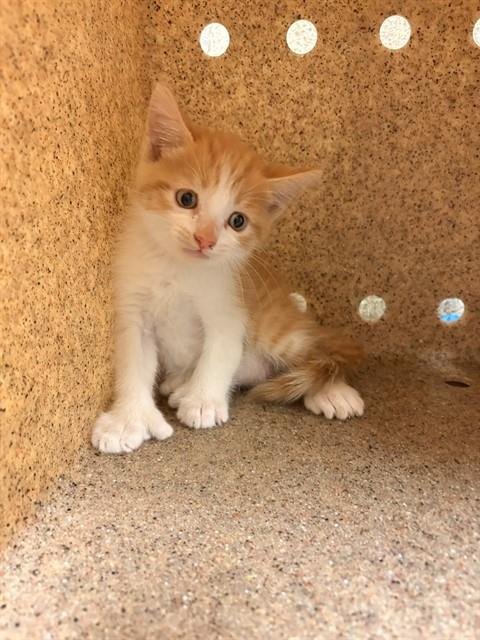 CANELO - Domestic Short Hair available for adoption