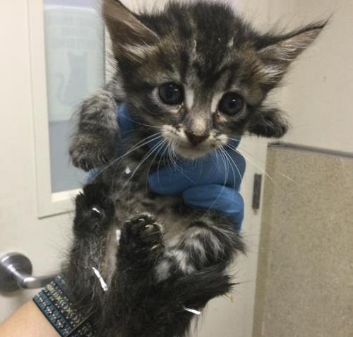KERRY - Domestic Short Hair available for adoption