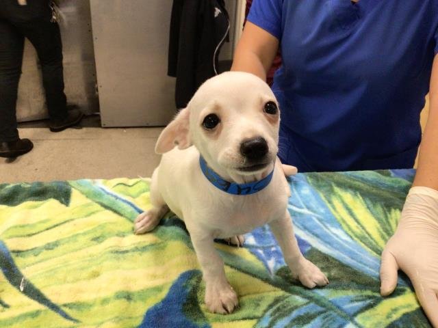 GHOSTY - Chihuahua available for adoption