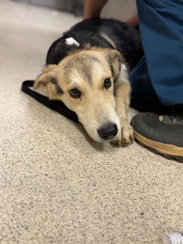 A1935317 - German Shepherd Dog available for adoption