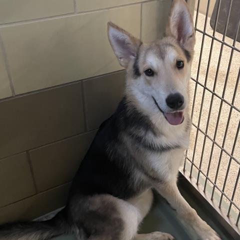 MEYGAN - German Shepherd Dog available for adoption