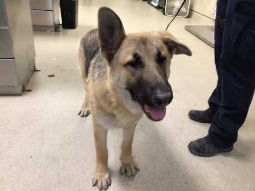 IGOR - German Shepherd Dog available for adoption
