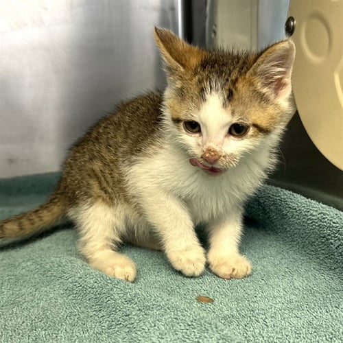 ZIGGY - Domestic Short Hair available for adoption