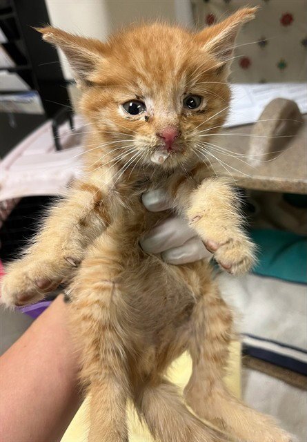 GARFIELD - Domestic Short Hair available for adoption