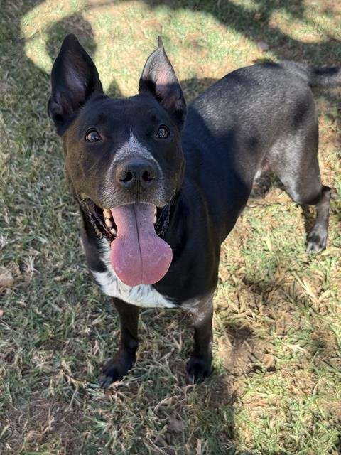 KAT KAT - Pit Bull Terrier available for adoption