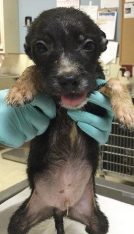 LUCKY - Terrier available for adoption