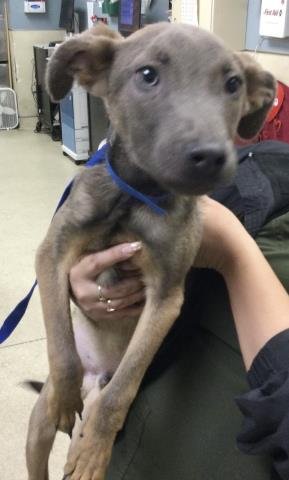 SLEEPY - German Shepherd Dog available for adoption