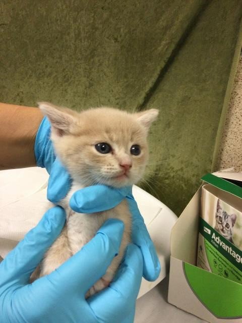 LINKIE - Domestic Short Hair available for adoption