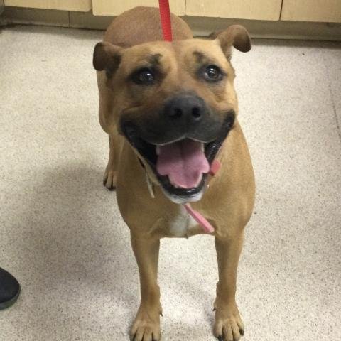 TIPSY - Mastiff available for adoption