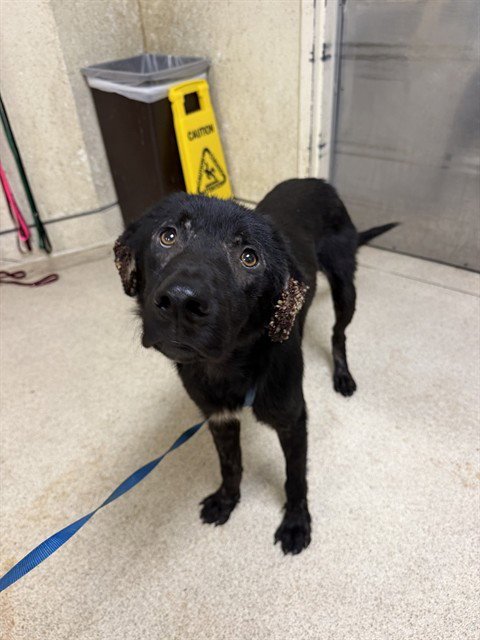 DENVER - Labrador Retriever available for adoption