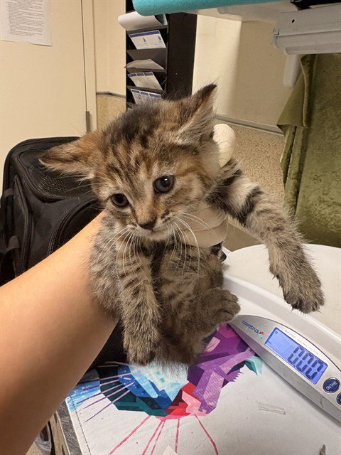 MAE - Domestic Short Hair available for adoption