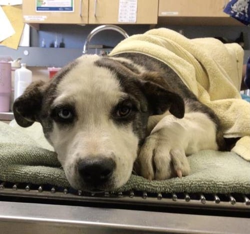 SAILOR VENUS - Siberian Husky / Pit Bull Terrier available for adoption