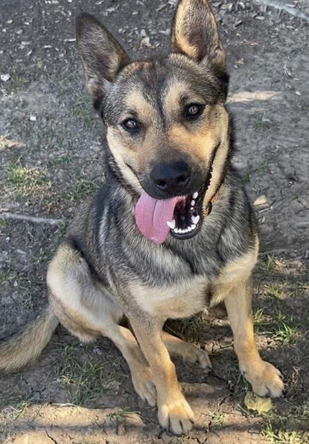 AMBER - German Shepherd Dog available for adoption