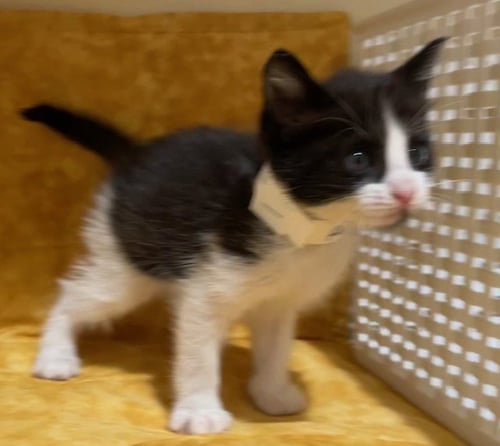 DONUT - Domestic Short Hair available for adoption