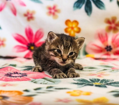ORIAN - Domestic Short Hair available for adoption