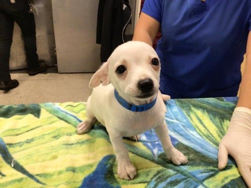 GHOSTY - Chihuahua available for adoption