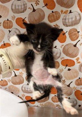 PEPPER - Domestic Short Hair available for adoption