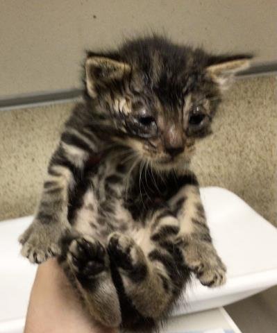 APOLLO - Domestic Short Hair available for adoption