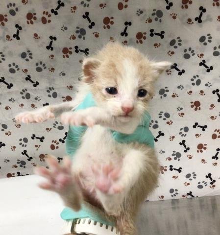 A1936151 - Domestic Short Hair available for adoption