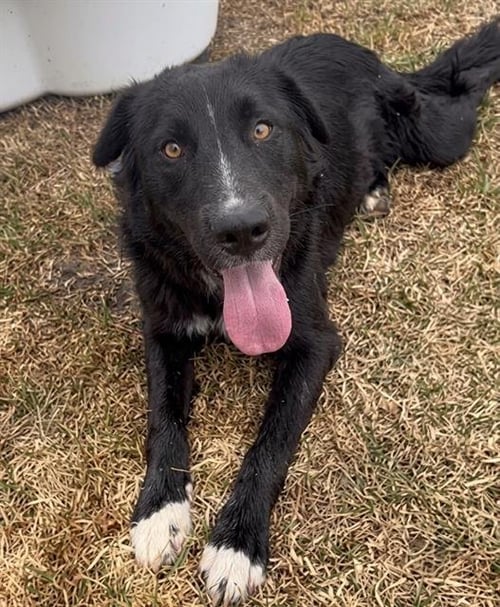 ECLIPSE - German Shepherd Dog available for adoption