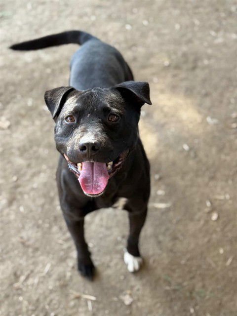 DUKE - Pit Bull Terrier available for adoption