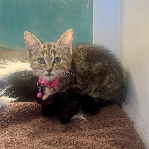 JESSIE - Domestic Short Hair available for adoption