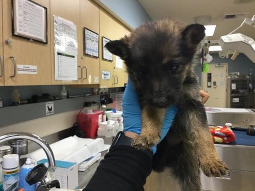 BEAR - German Shepherd Dog available for adoption
