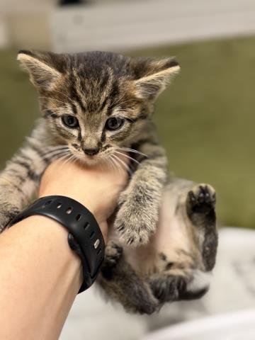 A1916119 - Domestic Short Hair available for adoption