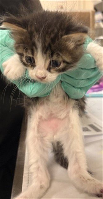 LUIGI - Domestic Short Hair available for adoption