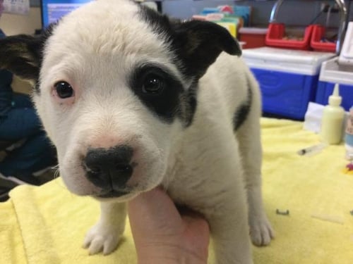 MOO MOO - Australian Shepherd available for adoption