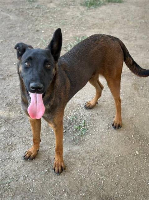 SHADOW - Belgian Shepherd Malinois available for adoption