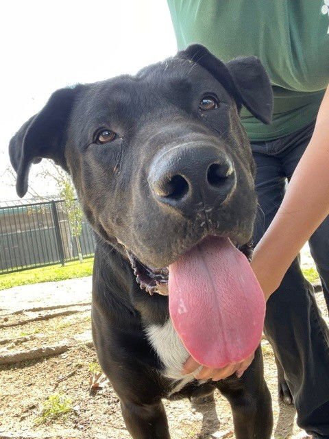 BERT - Labrador Retriever / Black Mouth Cur available for adoption