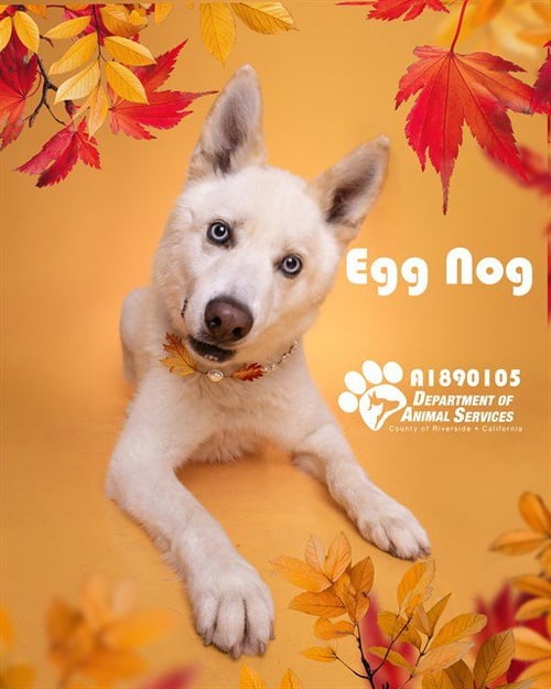 EGG NOG - Siberian Husky available for adoption