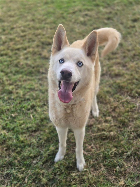 EGG NOG - Siberian Husky available for adoption