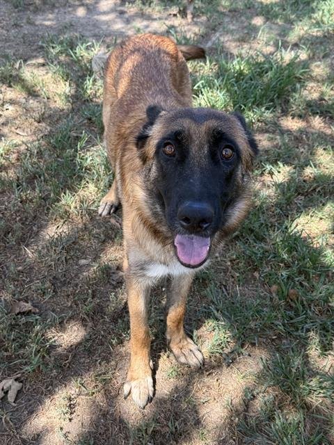 LULU - German Shepherd Dog available for adoption