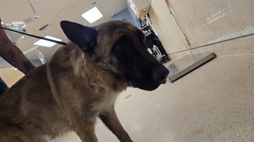 LULU - German Shepherd Dog available for adoption
