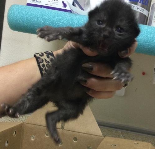 ABU - Domestic Short Hair available for adoption