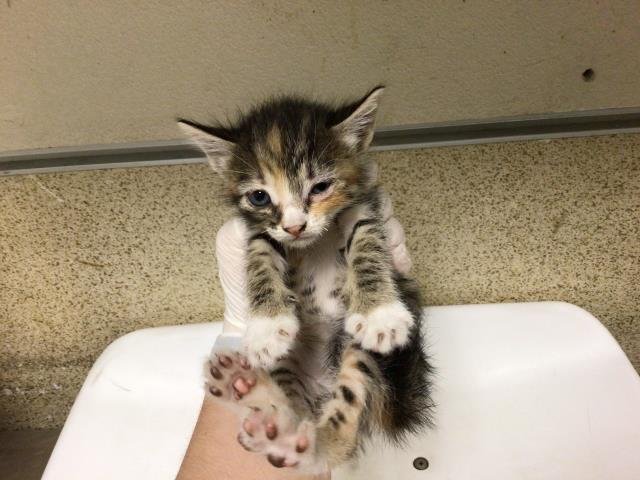 ELEKTRA - Domestic Medium Hair available for adoption