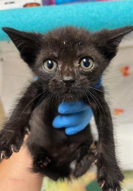 ZORAK - Domestic Short Hair available for adoption