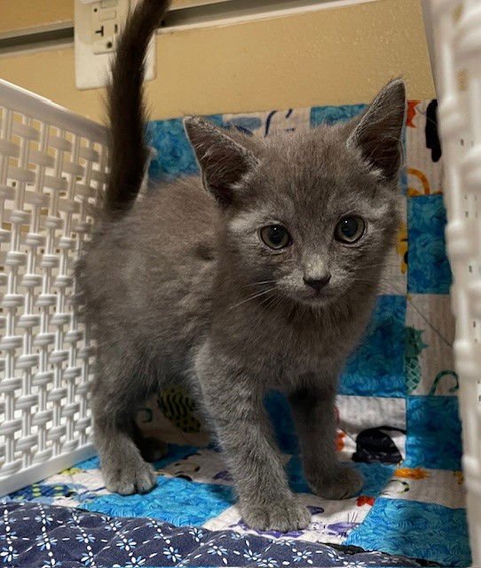 ROBBY - Domestic Short Hair available for adoption